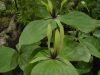 Trillium viridescens